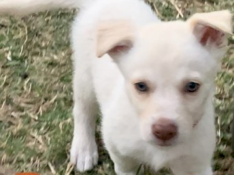 Rare Cream Purebred Kelpie X Pure Bred Border Collies Pups 