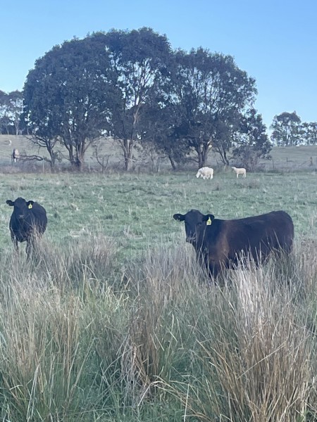5  x Black Angus steers