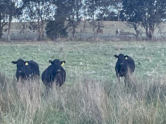 5  x Black Angus steers