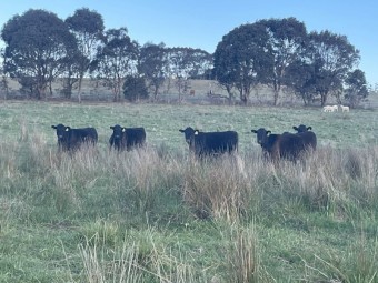 5  x Black Angus steers