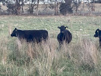 5  x Black Angus steers