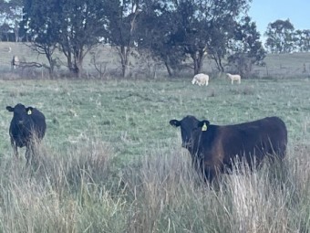 5  x Black Angus steers