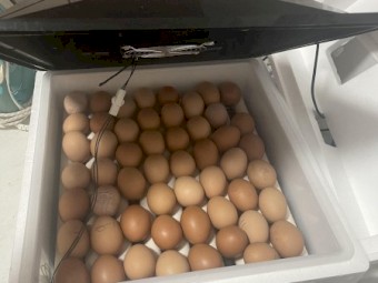 Fertile Eggs for Sale, Ryde, Sydney