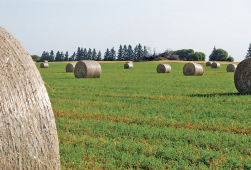WANTED Hay Lease Land (Mandurah to Bunbury areas)