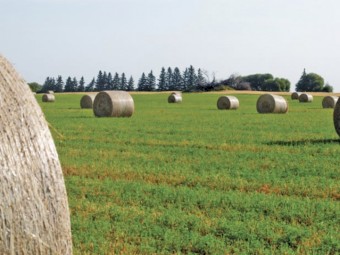 WANTED Hay Lease Land (Mandurah to Bunbury areas)