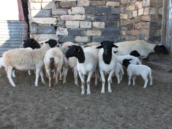 Dorper ewe lambs and rams for sale
