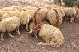 Awassi fat tailed sheep