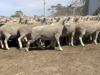 Pure breed Samm ewes for sale