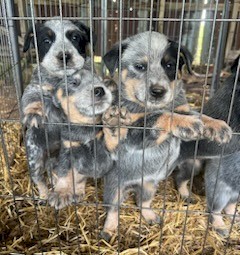 Australian Stumpy Tail Cattle Dogs 