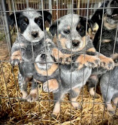 Australian Stumpy Tail Cattle Dogs 