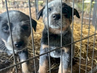 Australian Stumpy Tail Cattle Dogs 