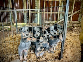 Australian Stumpy Tail Cattle Dogs 