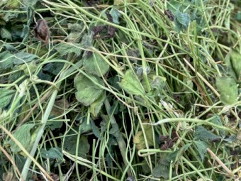 Clover - clover rye grass hay