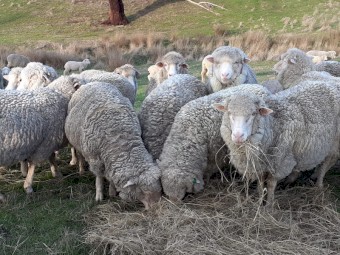 Merino Meat And Wool Sheep For Sale