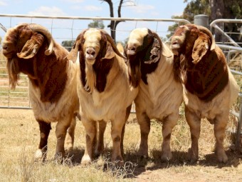 138 Boer bred does for sale
