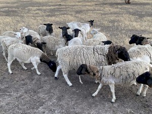 Dorper sheep For Sale