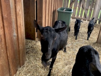 Australian Melaan Goat