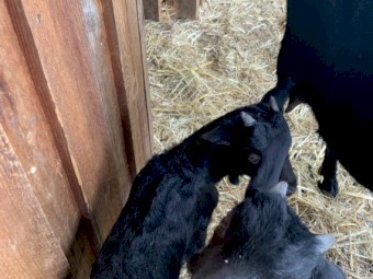 4 Black Melaan Goats