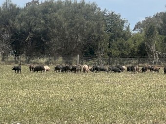 Piglets for sale, free range