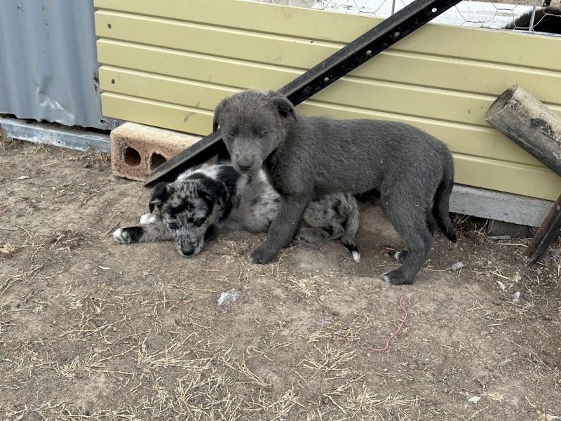 Kelpie x Border Collie litter