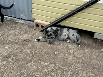 Kelpie x Border Collie litter