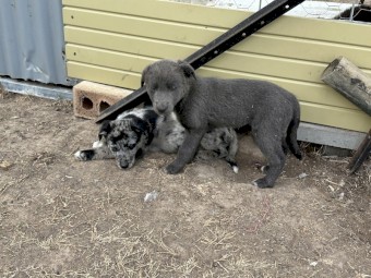 Kelpie x Border Collie litter