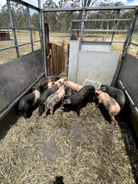 Large Black and Large Black X