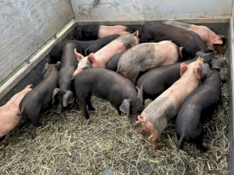 Large Black and Large Black X