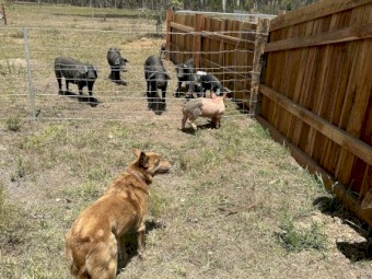 Large Black and Large Black X