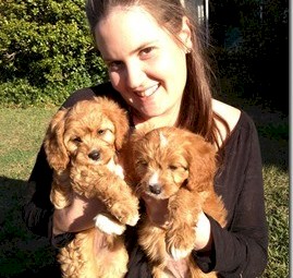 Cavapoo puppies