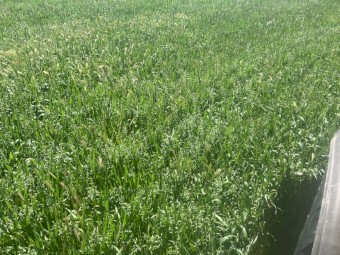 Rye Oaten Rye Canola Mixed Hay 5x4 and 8x4x3 Bales