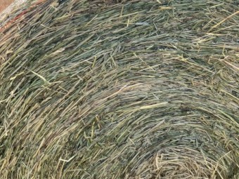 Rye Oaten Rye Canola Mixed Hay 5x4 and 8x4x3 Bales