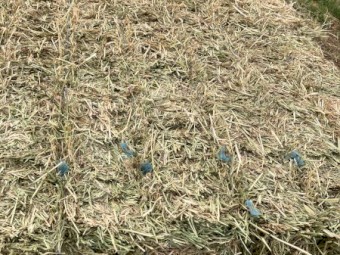 Rye Oaten Rye Canola Mixed Hay 5x4 and 8x4x3 Bales