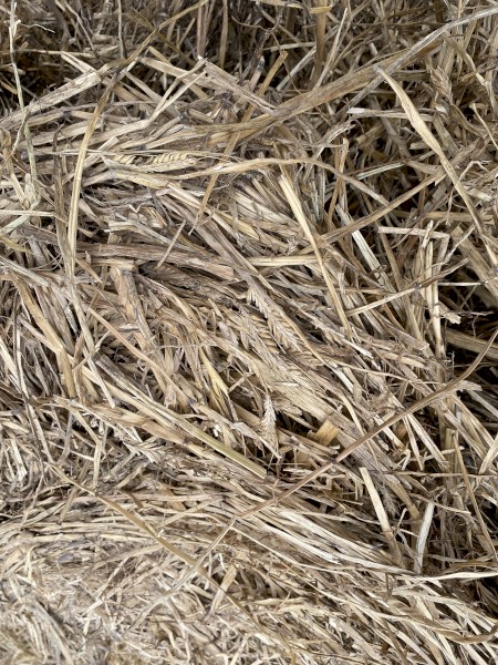 Barley Old Season Hay 