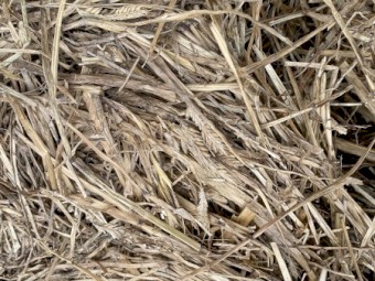 Barley Old Season Hay 