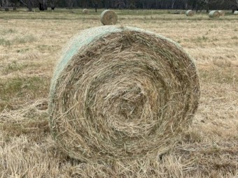Barley Hay Large Round Bales