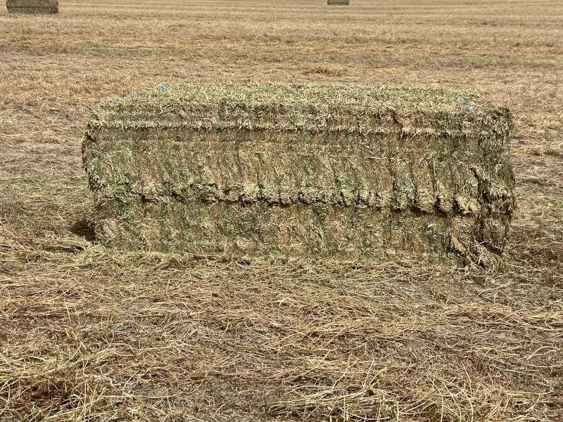 80 mt  Vetch Hay 8x4x3 Bales