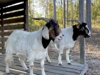 2male gelded goats