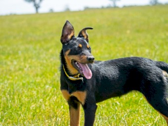 Purebred Kelpies for Sale