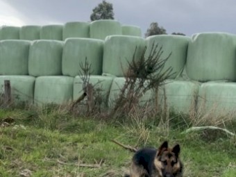 Bulk Pasture Silage Bales Pakenham, Drouin and Longwarry