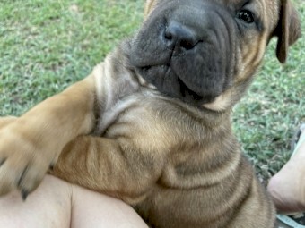 Amstaff x Bill Mastiff puppies- coming soon 