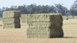 WANTED 40 mt Vetch Hay 8x4x3 Bales