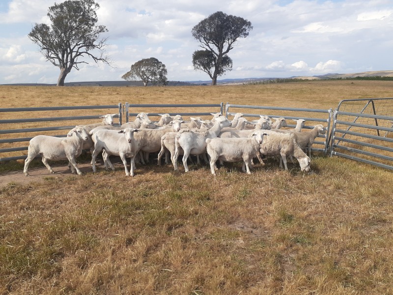 Pure White Dorper Ewes