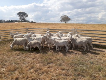 Pure White Dorper Ewes
