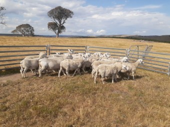 Pure White Dorper Ewes