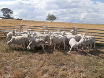 Pure White Dorper Ewes