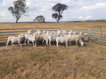 Pure White Dorper Ewes