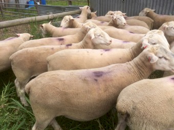 Rams: White Suffolk Rams