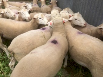 Rams: White Suffolk Rams