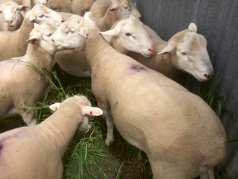 Rams: White Suffolk Rams